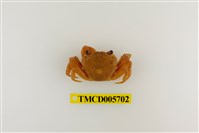 藏品(拉氏清溪蟹)的圖片